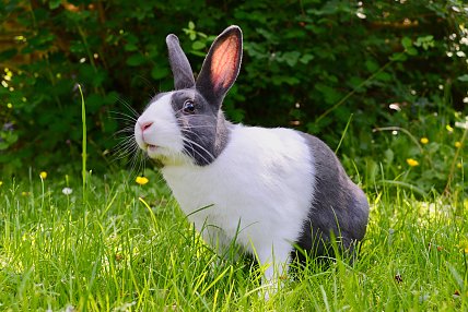 Kaninchen kennenlernen